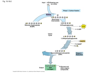 Fig. 10-18-2
                                         Input 3      (Entering one
                                                        at a time)
                                                 CO2



                                                                           Phase 1: Carbon fixation

                                              Rubisco

                                                        3 P                     P
                                                         Short-lived
                                                        intermediate
               3P                    P                                  6          P
               Ribulose bisphosphate                                   3-Phosphoglycerate
                      (RuBP)                                                                          6   ATP

                                                                                                  6 ADP


                                                   Calvin
                                                   Cycle
                                                                            6 P           P
                                                                        1,3-Bisphosphoglycerate
                                                                                                   6 NADPH

                                                                                              6 NADP+
                                                                                             6 Pi


                                                              6           P
                                                        Glyceraldehyde-3-phosphate            Phase 2:
                                                                   (G3P)                      Reduction




                                             1                 P       Glucose and
                                  Output              G3P              other organic
                                                   (a sugar)           compounds
 