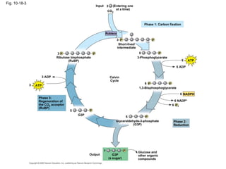 Fig. 10-18-3
                                                         Input 3      (Entering one
                                                                        at a time)
                                                                 CO2



                                                                                           Phase 1: Carbon fixation

                                                              Rubisco

                                                                        3 P                     P
                                                                         Short-lived
                                                                        intermediate
                               3P                    P                                  6          P
                               Ribulose bisphosphate                                   3-Phosphoglycerate
                                      (RuBP)                                                                          6   ATP

                                                                                                                  6 ADP


                     3 ADP                                         Calvin
                                                                   Cycle
                                                                                            6 P           P
               3   ATP
                                                                                        1,3-Bisphosphoglycerate
                                                                                                                   6 NADPH
                    Phase 3:
                    Regeneration of                                                                           6 NADP+
                    the CO2 acceptor                                                                         6 Pi
                    (RuBP)
                                       5          P
                                           G3P
                                                                              6           P
                                                                        Glyceraldehyde-3-phosphate            Phase 2:
                                                                                   (G3P)                      Reduction




                                                             1                 P       Glucose and
                                                  Output              G3P              other organic
                                                                   (a sugar)           compounds
 