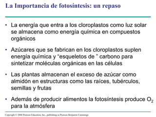 La Importancia de fotosíntesis: un repaso

• La energía que entra a los cloroplastos como luz solar
  se almacena como energía química en compuestos
  orgánicos
• Azúcares que se fabrican en los cloroplastos suplen
  energía química y “esqueletos de ” carbono para
  sintetizar moléculas orgánicas en las células
• Las plantas almacenan el exceso de azúcar como
  almidón en estructuras como las raíces, tubérculos,
  semillas y frutas
• Además de producir alimentos la fotosíntesis produce O2
  para la atmósfera
Copyright © 2008 Pearson Education, Inc., publishing as Pearson Benjamin Cummings
 