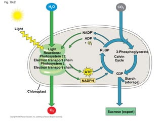 Fig. 10-21
                              H 2O                             CO2




        Light
                                              NADP+
                                               ADP
                                               + P
                                                   i
                            Light                      RuBP
                         Reactions:                            3-Phosphoglycerate
                      Photosystem II                          Calvin
                   Electron transport chain                   Cycle
                       Photosystem I
                   Electron transport chain
                                               ATP             G3P
                                                                     Starch
                                              NADPH                  (storage)

                Chloroplast




                              O2                          Sucrose (export)
 