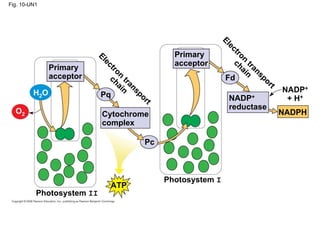 Fig. 10-UN1
                          H 2O                                    CO2


                                                               El
                                                                 ec
                                                                   tr
                           El                    Primary              on
                             ec                                    ch tr
                               tr                acceptor
               Primary            on                                   ai an
                                                                         n sp
               acceptor        ch tr                            Fd           or
                                   ai an                                       t
                                     n sp                                          NADP+
         H2O                Pq           or
                                           t                     NADP+              + H+
                                                                 reductase
  O2                        Cytochrome                                             NADPH
                            complex

                                          Pc



                                               Photosystem I
                                 ATP
          Photosystem II


                           O2
 