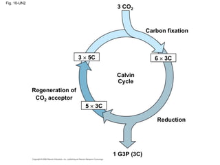 Fig. 10-UN2
                                              3 CO2



                                                          Carbon fixation



                                3   5C                       6   3C

                                              Calvin
                                              Cycle
              Regeneration of
               CO2 acceptor
                                    5   3C

                                                              Reduction




                                             1 G3P (3C)
 