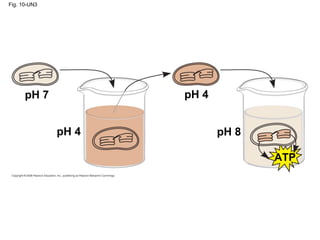 Fig. 10-UN3




      pH 7           pH 4


              pH 4          pH 8

                                   ATP
 