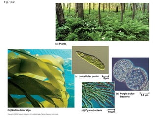 Fig. 10-2




                            (a) Plants




                                         (c) Unicellular protist
                                                                   10 µm




                                                                               (e) Purple sulfur
                                                                                                   1.5 µm
                                                                                   bacteria




   (b) Multicellular alga                      (d) Cyanobacteria
                                                                       40 µm
 