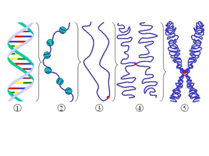 30 Sketch And Label Replicated Chromosomes - Label Design Ideas 2020