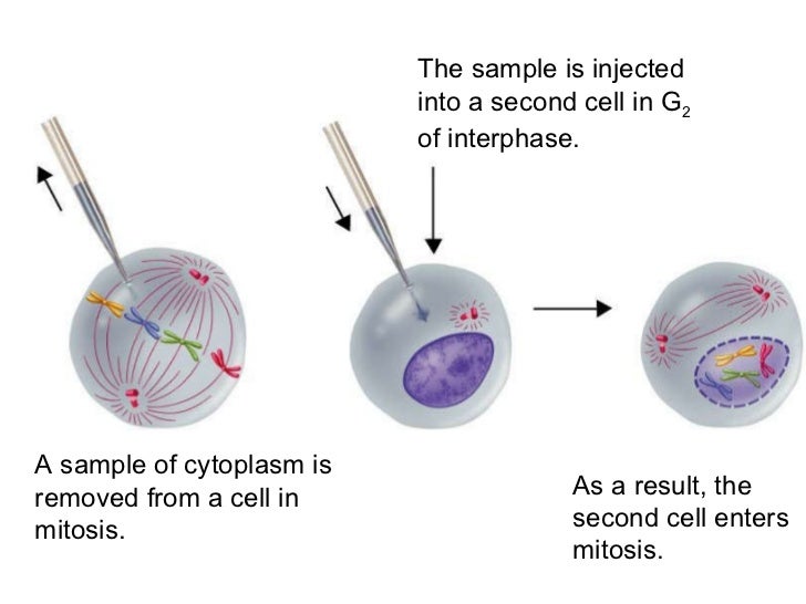 Biology - Chp 10 - Cell Growth And Reproduction - PowerPoint