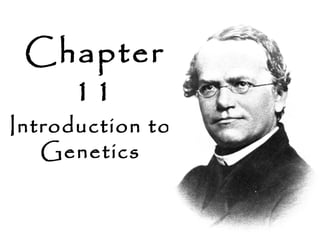 Chapter
   11
Introduction to
   Genetics
 
