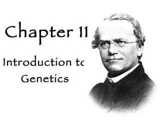 Introduction to Genetics Chapter 11 