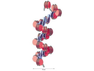 Biology - Chp 12 - DNA & RNA - PowerPoint | PPT