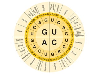 Biology - Chp 12 - DNA & RNA - PowerPoint | PPT