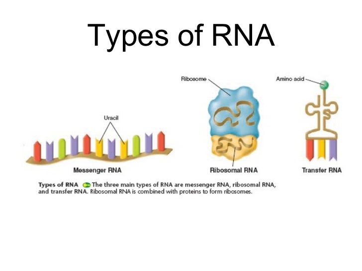 biology chp 12 dna rna powerpoint 3 types of rna