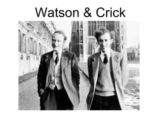 Watson & Crick 