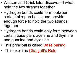Watson and Crick later discovered what held the two strands together Hydrogen bonds could form between certain nitrogen bases and provide enough force to hold the two strands together Hydrogen bonds could only form between certain base pairs adenine and thymine and guanine and cytosine This principal is called  Base pairing This explains  Chargaff’s Rule 