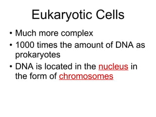 Eukaryotic Cells Much more complex 1000 times the amount of DNA as prokaryotes DNA is located in the  nucleus  in the form of  chromosomes 