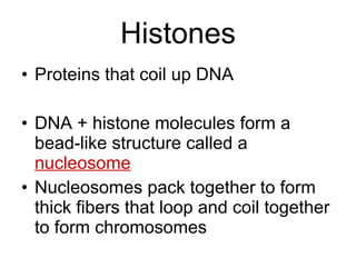 Histones Proteins that coil up DNA DNA + histone molecules form a bead-like structure called a  nucleosome Nucleosomes pack together to form thick fibers that loop and coil together to form chromosomes 