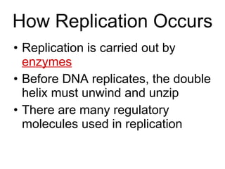 How Replication Occurs Replication is carried out by  enzymes Before DNA replicates, the double helix must unwind and unzip There are many regulatory molecules used in replication 
