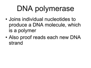 DNA polymerase Joins individual nucleotides to produce a DNA molecule, which is a polymer Also proof reads each new DNA strand 