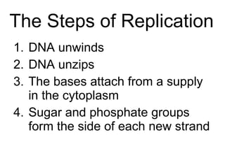 The Steps of Replication DNA unwinds DNA unzips The bases attach from a supply in the cytoplasm Sugar and phosphate groups form the side of each new strand 