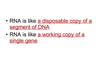 RNA is like  a disposable copy of a segment of DNA RNA is like  a working copy of a single gene 