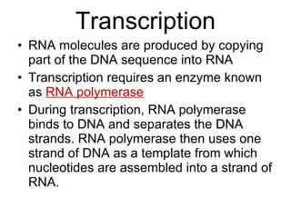 Transcription RNA molecules are produced by copying part of the DNA sequence into RNA Transcription requires an enzyme known as  RNA polymerase During transcription, RNA polymerase binds to DNA and separates the DNA strands. RNA polymerase then uses one strand of DNA as a template from which nucleotides are assembled into a strand of RNA. 