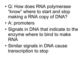 Q: How does RNA polymerase “know” where to start and stop making a RNA copy of DNA? A: promoters Signals in DNA that indicate to the enzyme where to bind to make RNA Similar signals in DNA cause transcription to stop 