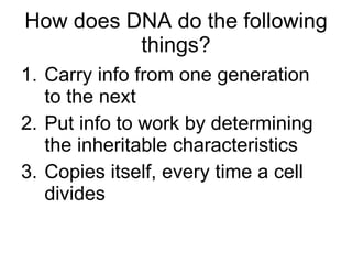 How does DNA do the following things? Carry info from one generation to the next Put info to work by determining the inheritable characteristics Copies itself, every time a cell divides 