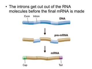 The introns get cut out of the RNA molecules before the final mRNA is made 