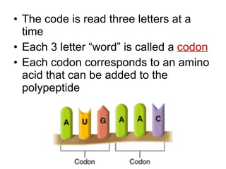 The code is read three letters at a time Each 3 letter “word” is called a  codon Each codon corresponds to an amino acid that can be added to the polypeptide 