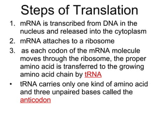 Steps of Translation mRNA is transcribed from DNA in the nucleus and released into the cytoplasm mRNA attaches to a ribosome 3.  as each codon of the mRNA molecule moves through the ribosome, the proper amino acid is transferred to the growing amino acid chain by  tRNA tRNA carries only one kind of amino acid and three unpaired bases called the  anticodon 