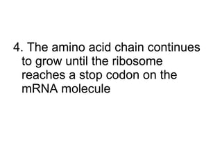 4. The amino acid chain continues to grow until the ribosome reaches a stop codon on the mRNA molecule 