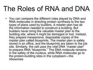 The Roles of RNA and DNA You can compare the different roles played by DNA and RNA molecules in directing protein synthesis to the two types of plans used by builders. A master plan has all the information needed to construct a building. But builders never bring the valuable master plan to the building site, where it might be damaged or lost. Instead, they prepare inexpensive, disposable copies of the master plan called blueprints. The master plan is safely stored in an office, and the blueprints are taken to the job site. Similarly, the cell uses the vital DNA “master plan” to prepare RNA “blueprints.” The DNA molecule remains in the safety of the nucleus, while RNA molecules go to the protein-building sites in the cytoplasm—the ribosomes  