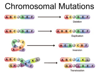 Chromosomal Mutations 