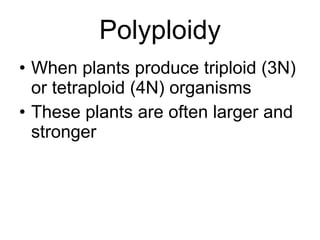 Polyploidy When plants produce triploid (3N) or tetraploid (4N) organisms These plants are often larger and stronger 