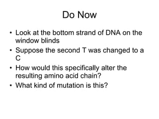 Do Now Look at the bottom strand of DNA on the window blinds Suppose the second T was changed to a C How would this specifically alter the resulting amino acid chain? What kind of mutation is this? 
