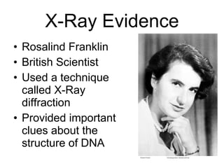 X-Ray Evidence Rosalind Franklin British Scientist Used a technique called X-Ray diffraction  Provided important clues about the structure of DNA 
