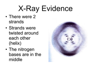 X-Ray Evidence There were 2 strands Strands were twisted around each other (helix) The nitrogen bases are in the middle 