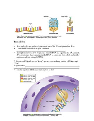 Transcription

•   RNA molecules are produced by copying part of the DNA sequence into RNA
•   Transcription requires an enzyme known as
    _____________________________________________________
•   During transcription, RNA polymerase binds to DNA and separates the DNA strands.
    RNA polymerase then uses one strand of DNA as a template from which nucleotides
    are assembled into a strand of RNA.

Q: How does RNA polymerase “know” where to start and stop making a RNA copy of
DNA?
A: promoters - ___________________________________________________________
_______________________________________________________________________
• Similar signals in DNA cause transcription to stop
 