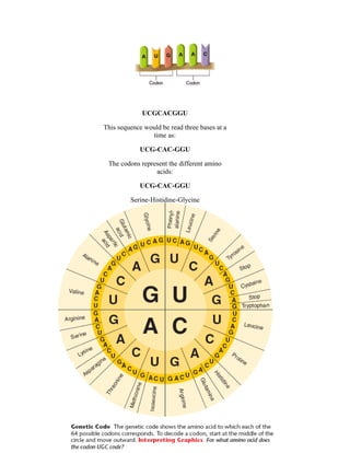 UCGCACGGU

This sequence would be read three bases at a
                time as:

             UCG-CAC-GGU

 The codons represent the different amino
                 acids:

             UCG-CAC-GGU

         Serine-Histidine-Glycine
 