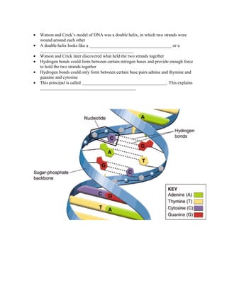 •   Watson and Crick’s model of DNA was a double helix, in which two strands were
    wound around each other
•   A double helix looks like a _____________________________________ or a
    __________________________________________
•   Watson and Crick later discovered what held the two strands together
•   Hydrogen bonds could form between certain nitrogen bases and provide enough force
    to hold the two strands together
•   Hydrogen bonds could only form between certain base pairs adnine and thymine and
    guanine and cytosine
•   This principal is called ______________________________________. This explains
    ___________________________________________
 