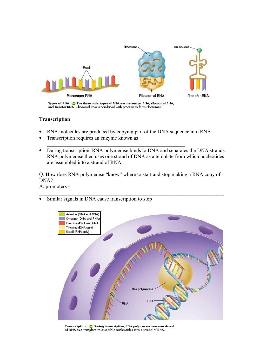 Biology Chp 12 DNA and RNA Notes