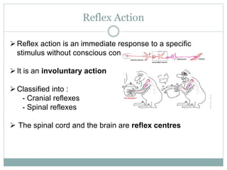 IGCSE biology chapter 13- the nervous system | PPTX