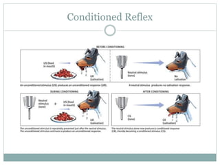 Example Conditional Reflex IGCSE biology chapter 13- the nervous system | PPTX
