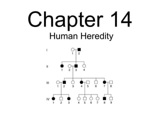 Chapter 14
  Human Heredity
 