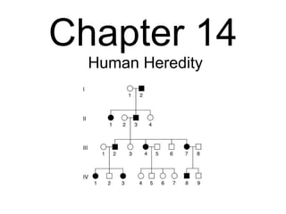 Chapter 14 Human Heredity 