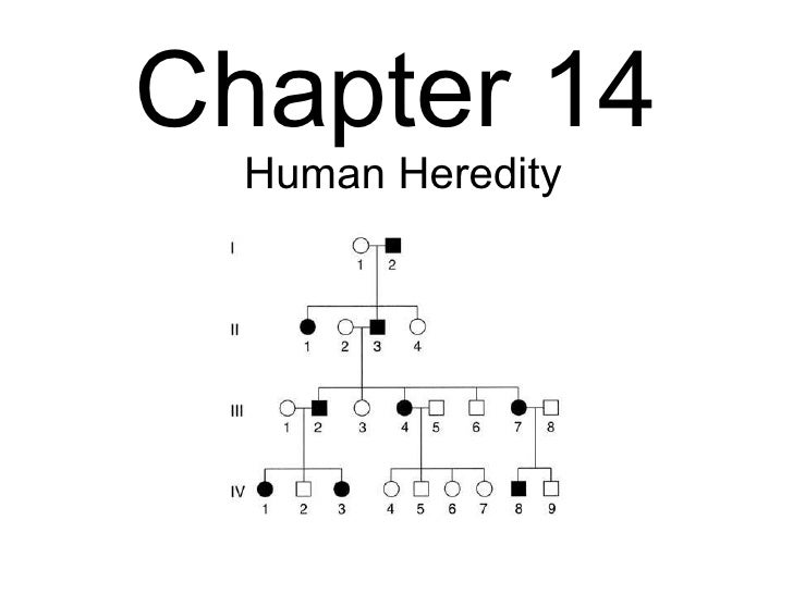 Biology Chp 14 Human Heredity PowerPoint