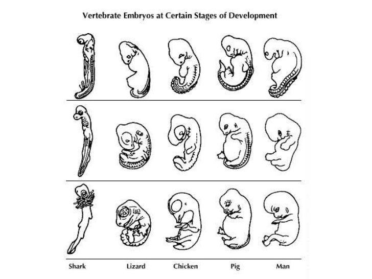 Biology - Chp 15 - Darwins Theory Of Evolution - PowerPoint