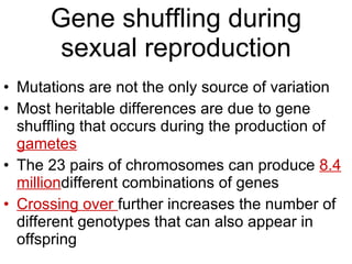 Gene shuffling during sexual reproduction Mutations are not the only source of variation Most heritable differences are due to gene shuffling that occurs during the production of  gametes The 23 pairs of chromosomes can produce  8.4 million different combinations of genes Crossing over  further increases the number of different genotypes that can also appear in offspring 