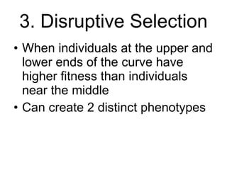 3. Disruptive Selection When individuals at the upper and lower ends of the curve have higher fitness than individuals near the middle Can create 2 distinct phenotypes 