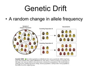 Genetic Drift A random change in allele frequency 