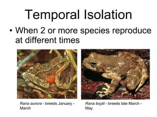Temporal Isolation When 2 or more species reproduce at different times Rana aurora  - breeds January - March  Rana boylii  - breeds late March - May  